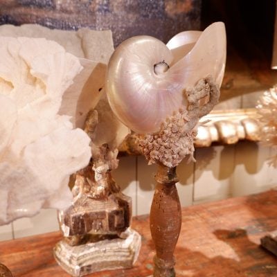 COMPOSITIONS DE CORAIL & COQUILLAGES SUR SOCLES ANCIENS – Image 4