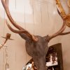 Tête de cerf en fonte d'aluminium et ses vrais bois fin XIXe – Image 2
