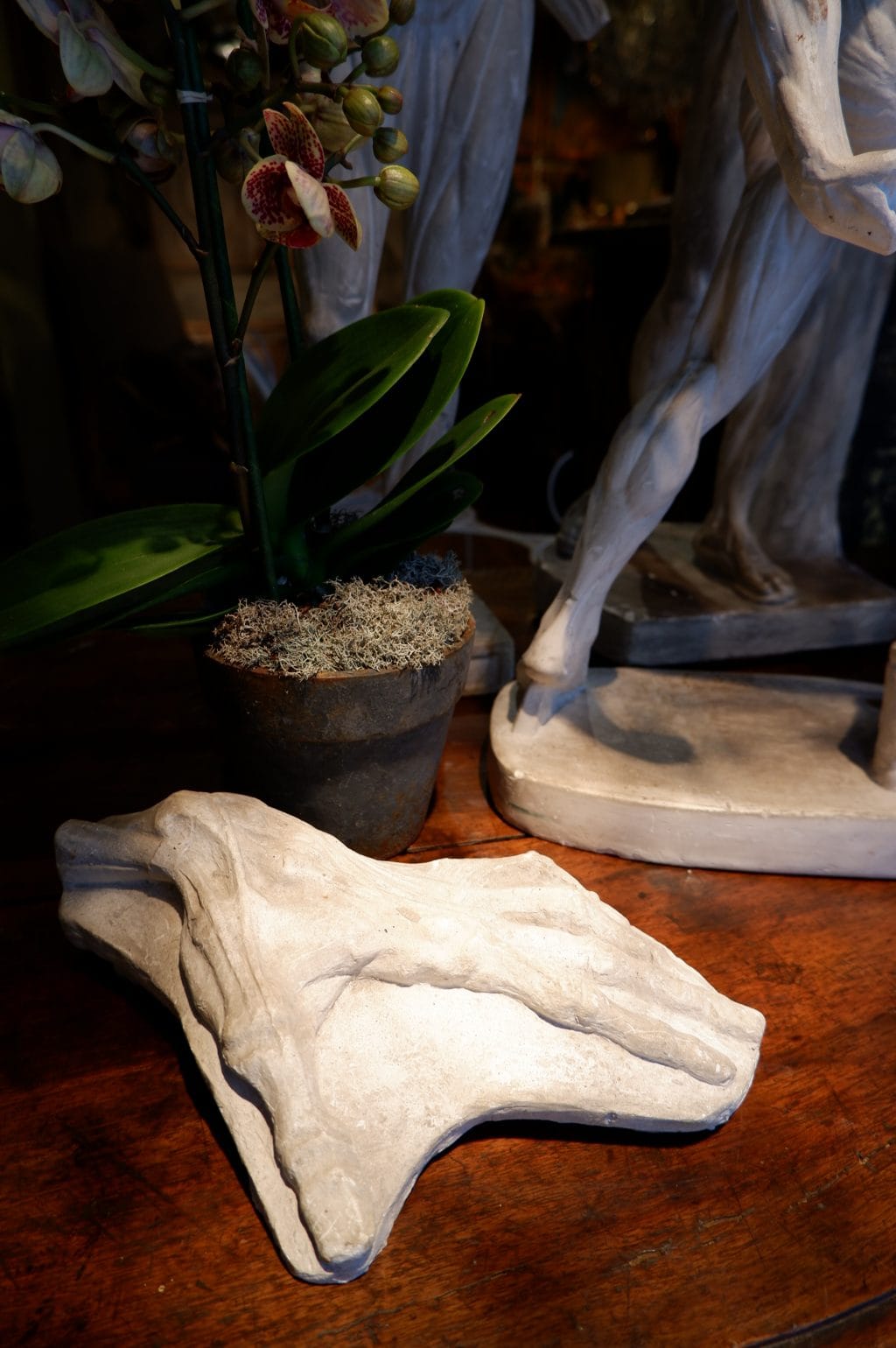 Collection de 2 écorchés en plâtre fin XIXe – Image 5