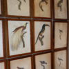 Gravures d'oiseaux sous verre par JACQUES BARRABAND (1768 - 1809) – Image 6