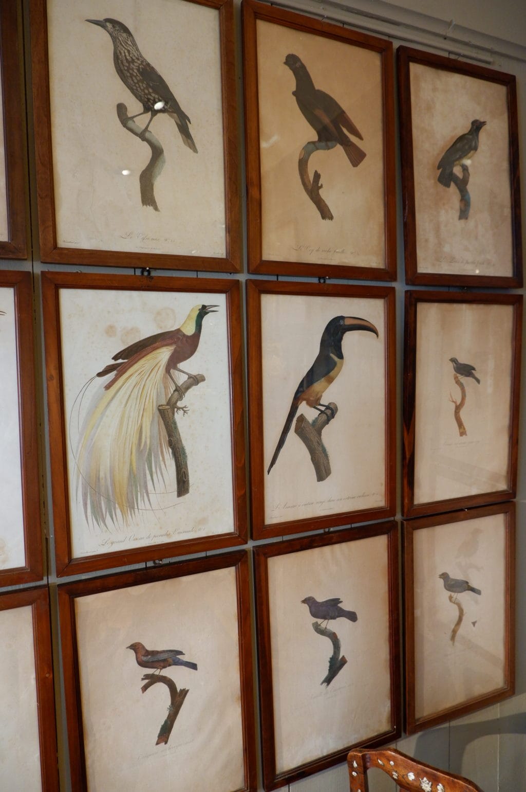 Gravures d'oiseaux sous verre par JACQUES BARRABAND (1768 - 1809) – Image 6