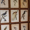 Gravures d'oiseaux sous verre par JACQUES BARRABAND (1768 - 1809)