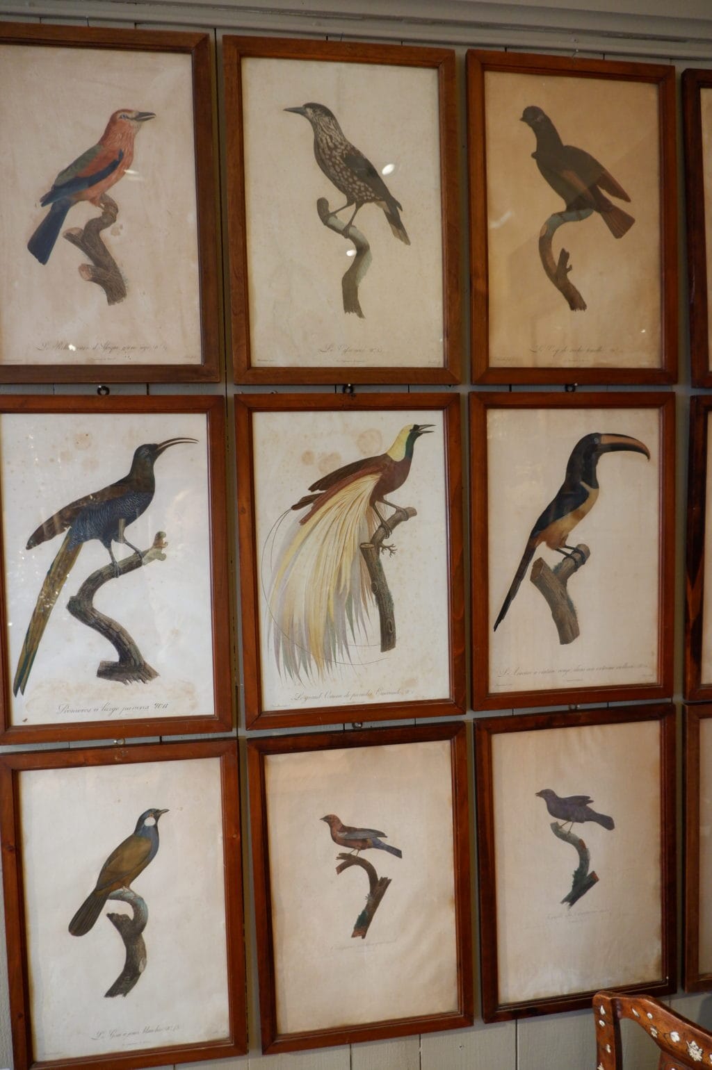 Gravures d'oiseaux sous verre par JACQUES BARRABAND (1768 - 1809)