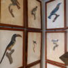 Gravures d'oiseaux sous verre par JACQUES BARRABAND (1768 - 1809) – Image 5