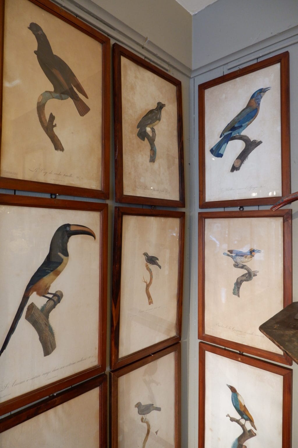 Gravures d'oiseaux sous verre par JACQUES BARRABAND (1768 - 1809) – Image 5