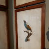 Gravures d'oiseaux sous verre par JACQUES BARRABAND (1768 - 1809) – Image 4