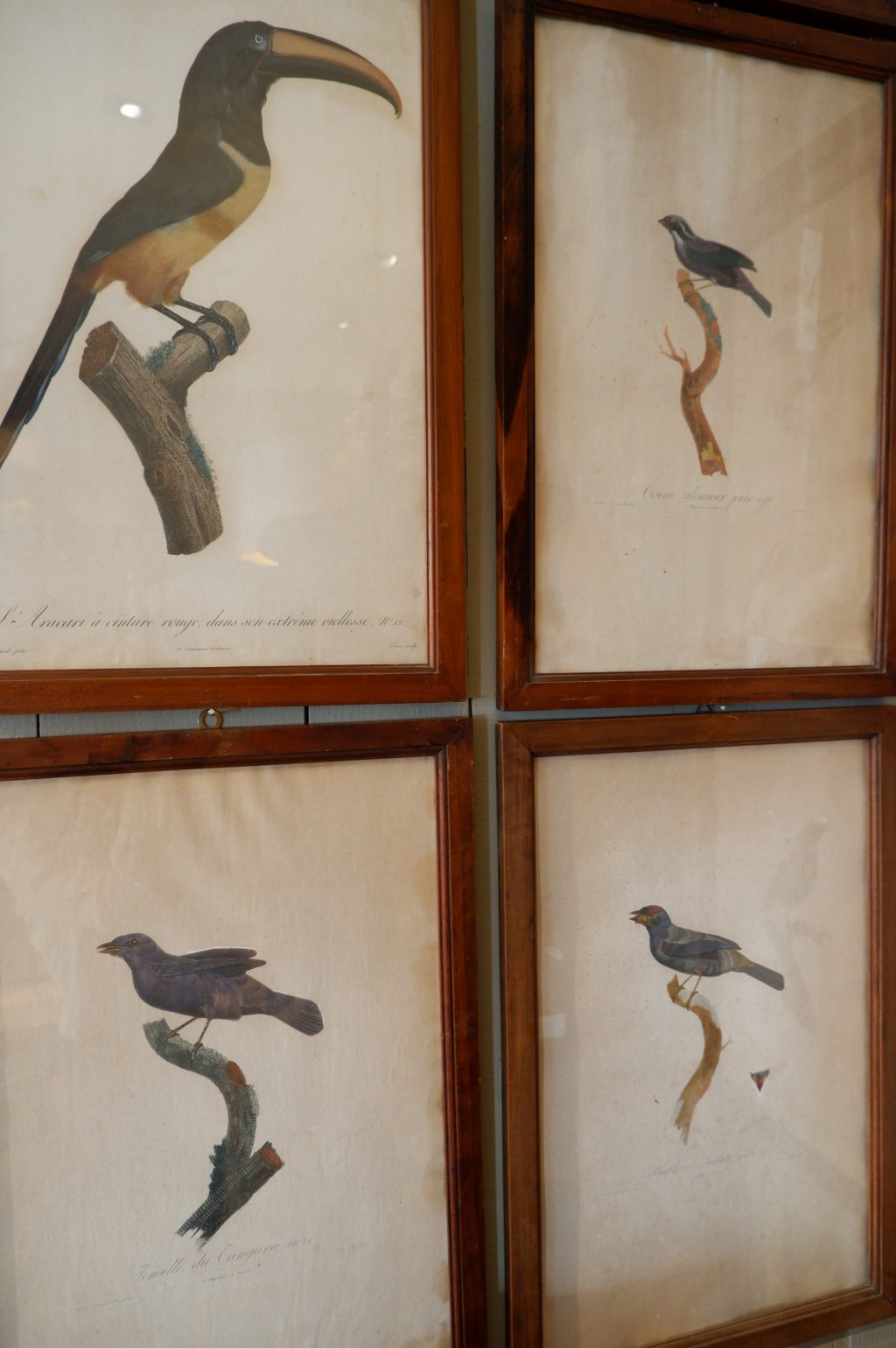 Gravures d'oiseaux sous verre par JACQUES BARRABAND (1768 - 1809) – Image 2
