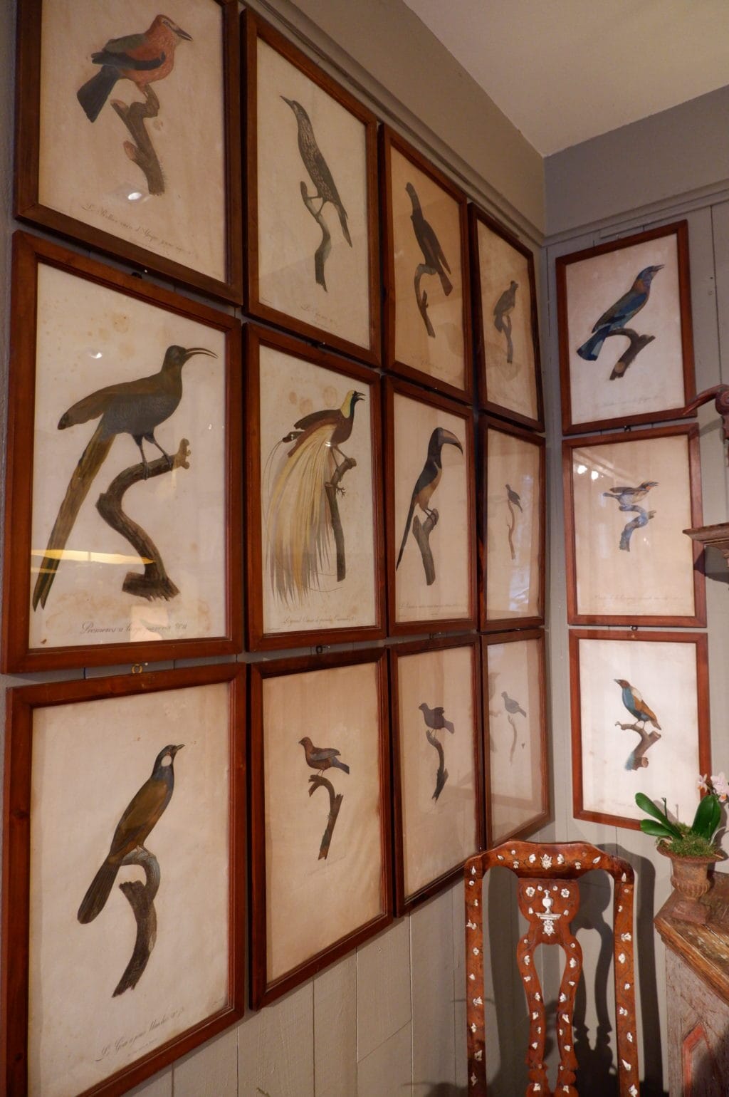 Gravures d'oiseaux sous verre par JACQUES BARRABAND (1768 - 1809) – Image 3