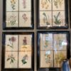 Encadrements de gravures botaniques d'après The floral Cabinet
