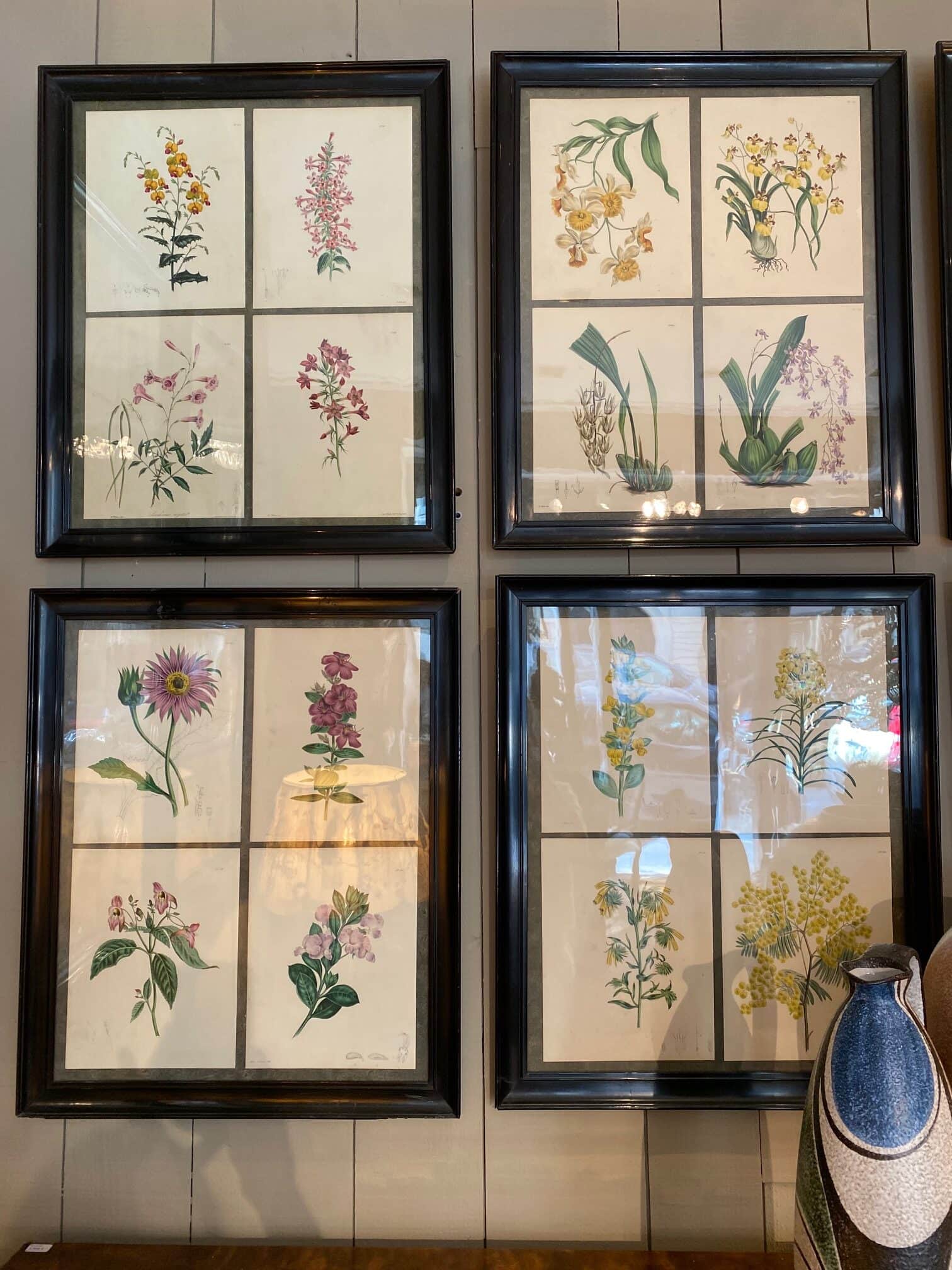 Encadrements de gravures botaniques d’après The floral Cabinet