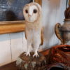 Grande chouette en papier maché – Image 3