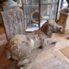 Chien en pierre sculptée- -fontaine- d'époque XVIIIe – Image 7