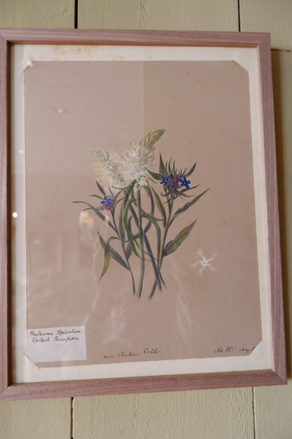 Ensemble de 8 herbiers à l'aquarelle peint en Suisse ca.1873 – Image 8