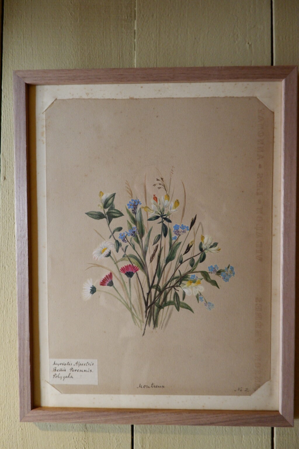 Ensemble de 8 herbiers à l'aquarelle peint en Suisse ca.1873 – Image 7