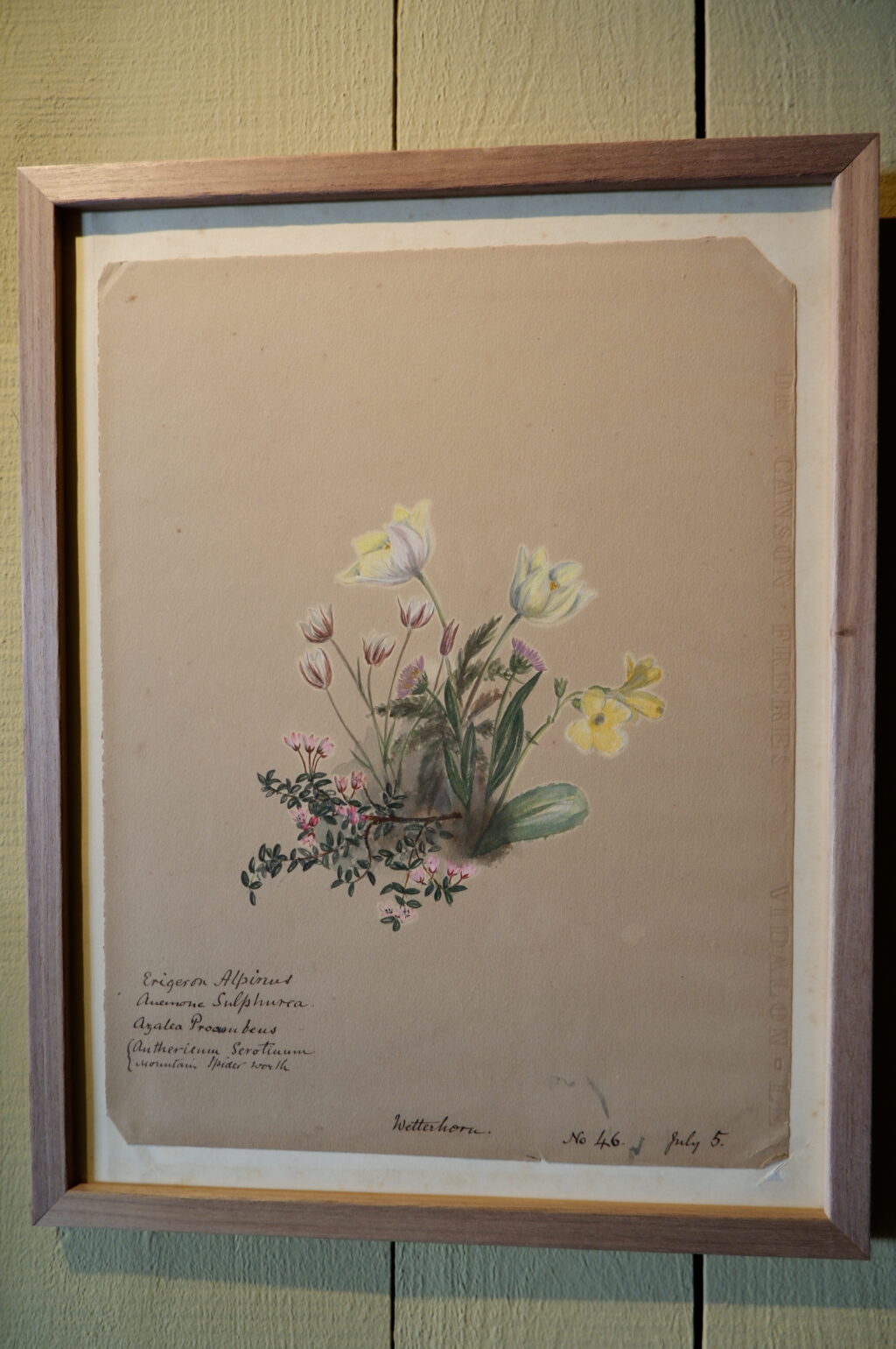 Ensemble de 8 herbiers à l'aquarelle peint en Suisse ca.1873 – Image 6