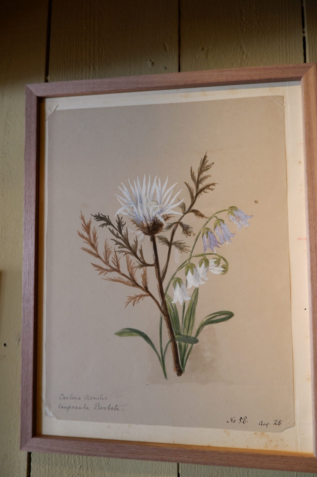 Ensemble de 8 herbiers à l'aquarelle peint en Suisse ca.1873 – Image 2