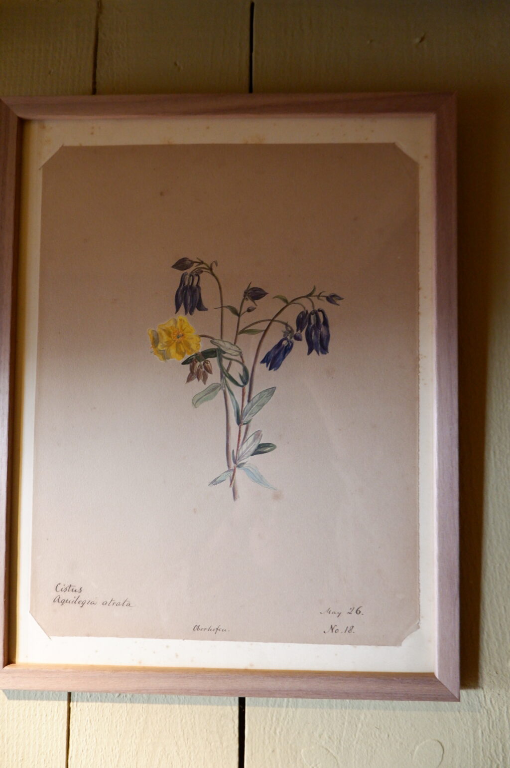 Ensemble de 8 herbiers à l'aquarelle peint en Suisse ca.1873 – Image 4
