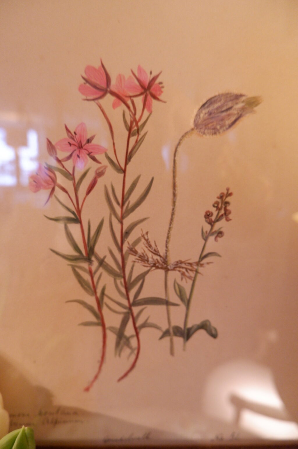 Ensemble de 12 herbiers à l'aquarelle peint en Suisse ca.1873 – Image 9