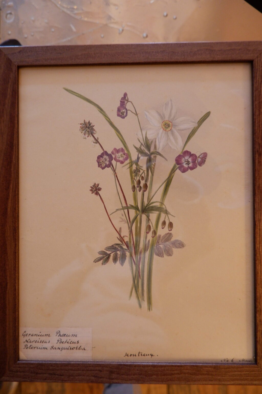 Ensemble de 12 herbiers à l'aquarelle peint en Suisse ca.1873 – Image 7
