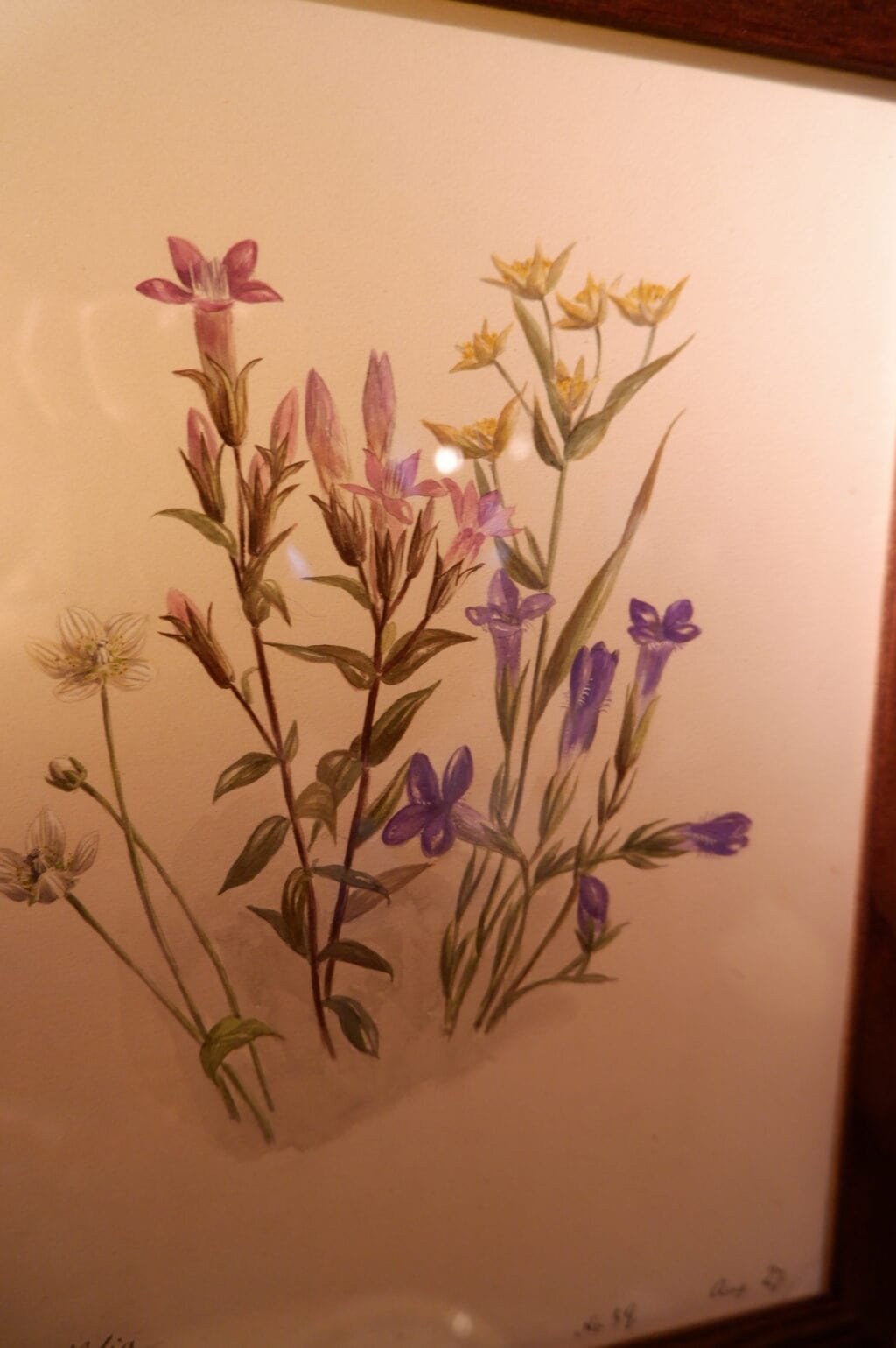 Ensemble de 12 herbiers à l'aquarelle peint en Suisse ca.1873 – Image 5