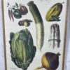 Ensemble de planches Vilmorin