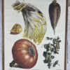 Ensemble de planches Vilmorin