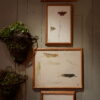 Quatre dessins d'étude au crayon et à l'aquarelle représentant des insectes. Signés du cachet d'atelier de Jean DURAND