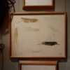 Quatre dessins d'étude au crayon et à l'aquarelle représentant des insectes. Signés du cachet d'atelier de Jean DURAND – Image 2