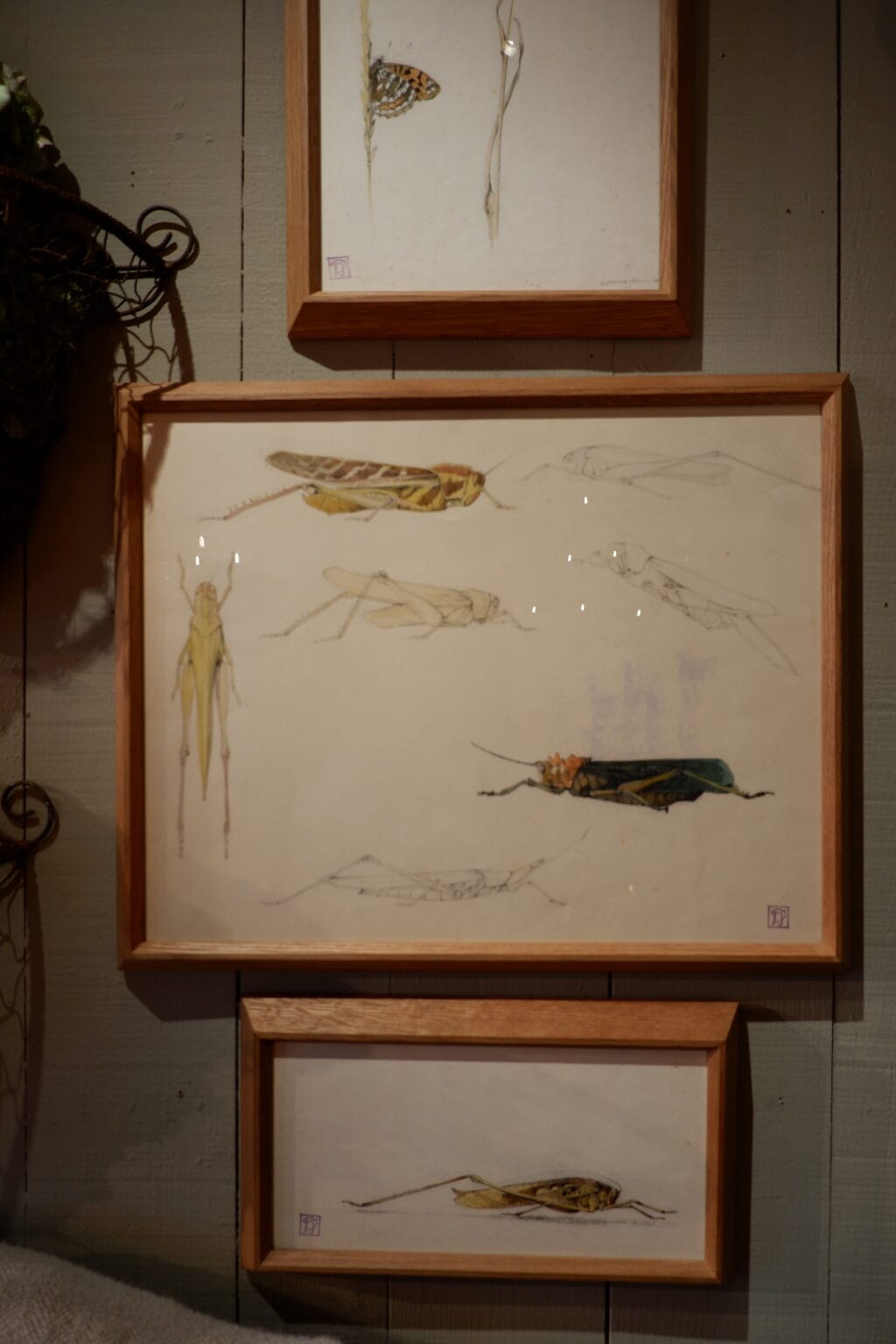 Quatre dessins d'étude au crayon et à l'aquarelle représentant des insectes. Signés du cachet d'atelier de Jean DURAND – Image 2
