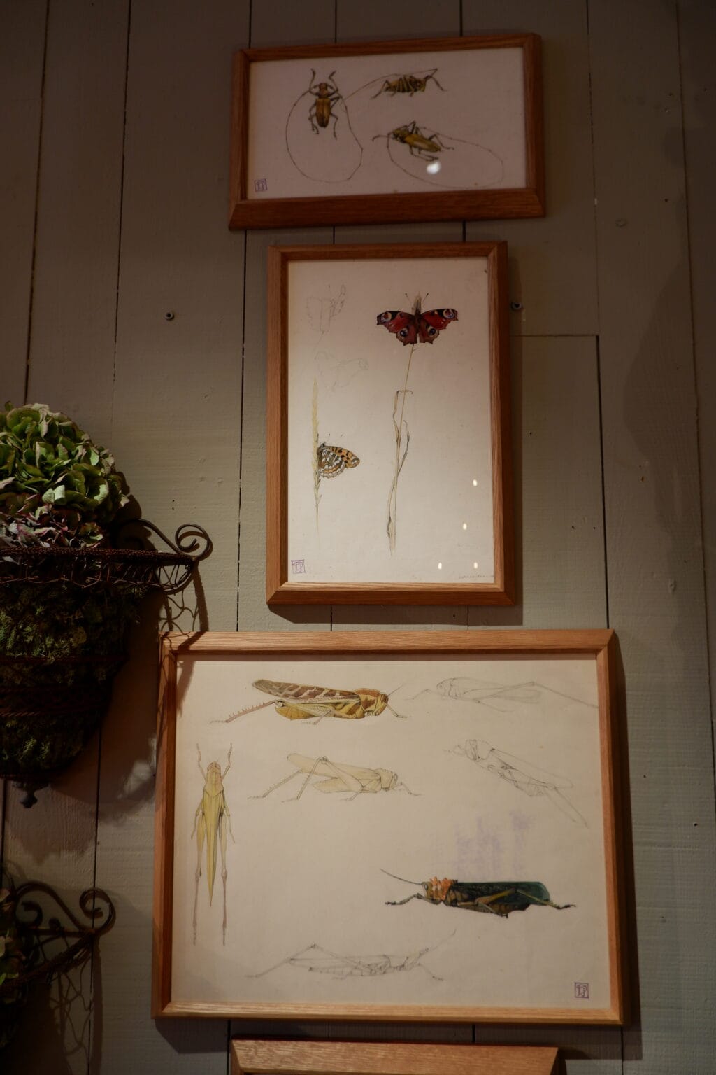 Quatre dessins d'étude au crayon et à l'aquarelle représentant des insectes. Signés du cachet d'atelier de Jean DURAND – Image 3
