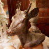 TETE DE BICHE EN PORCELAINE PAR  KARL-OTTO JOHANSEN POUR BING & GRONDAHL