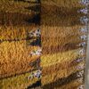 Grand tapis Rya en laine "Stegeborg" crée par Marianne Richter ca.1945 – Image 3