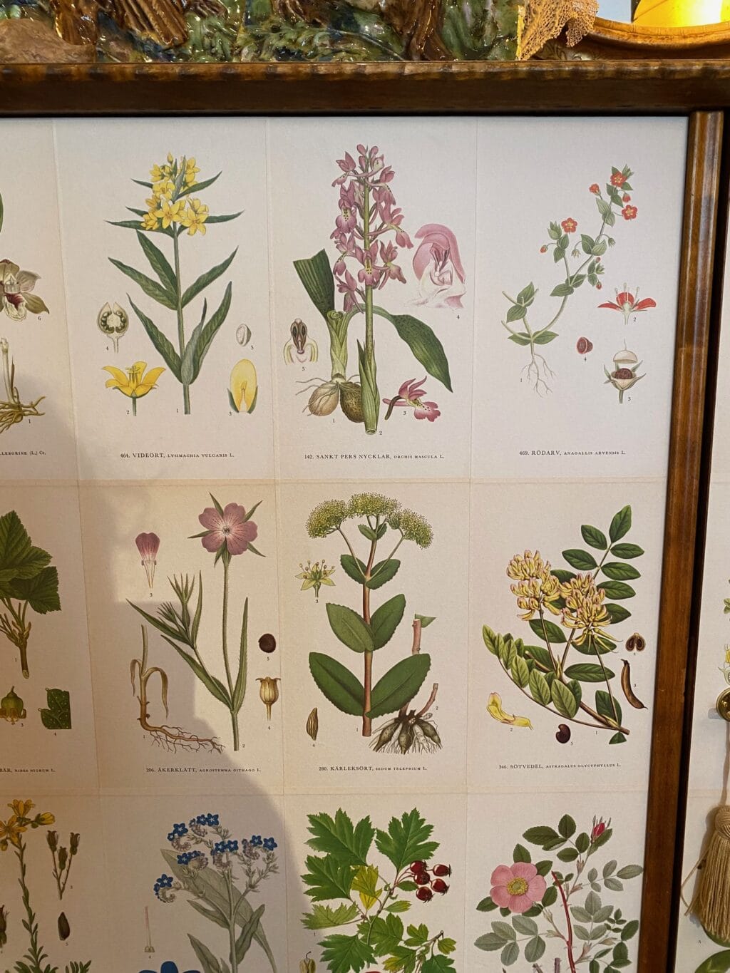 Buffet haut en bouleau teinté &amp; recouvert de planches botaniques &quot;Flora&quot; d&#039;aprés Lindmans - Suède ca.1960 – Image 7