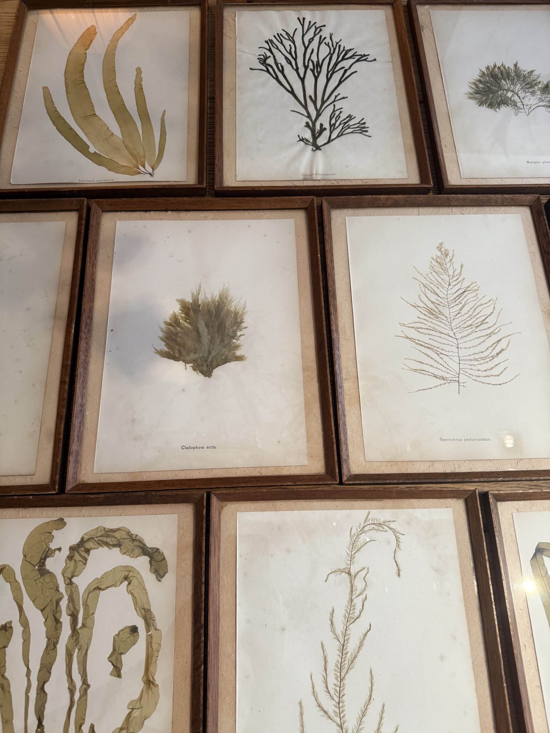 12 encadrements d’Alguiers -d’après James Cook – beautiful seaweed-  Angleterre XIXe